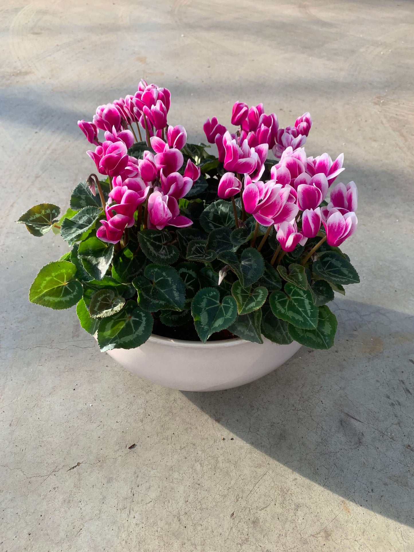 Per 4 stuks! Cyclaam (Cyclaam patio 'paars wit') potmaat 11cm