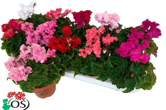 Per 4 stuks! Cyclaam (Cyclaam patio 'merengue mix') potmaat 11cm