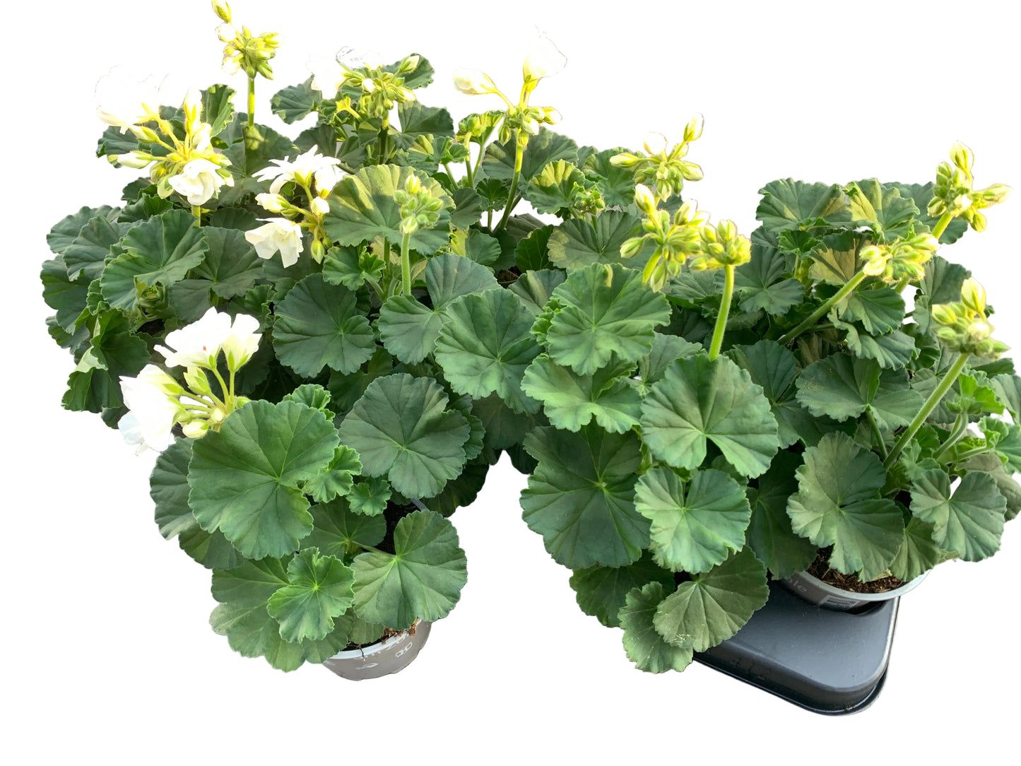 Per 5 stuks Geraniums (zonale) Wit potmaat 11cm