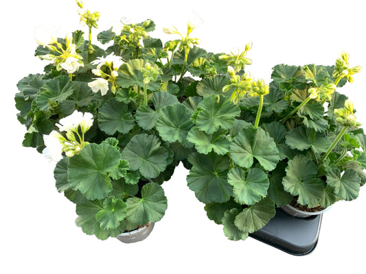 Per 5 stuks Geraniums (zonale) Wit potmaat 11cm
