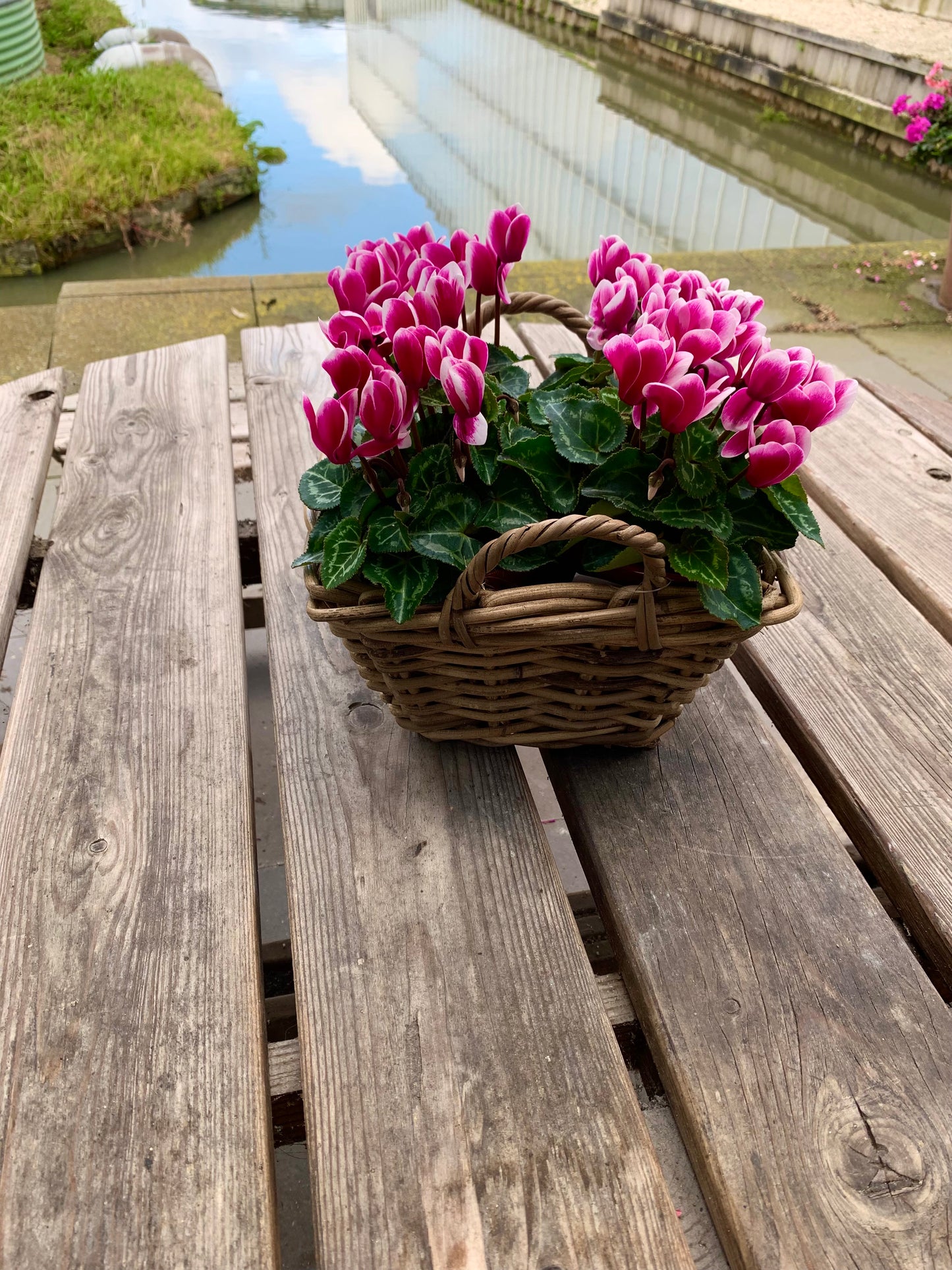 Plantenmandje gevuld met Cyclamen naar keuze!