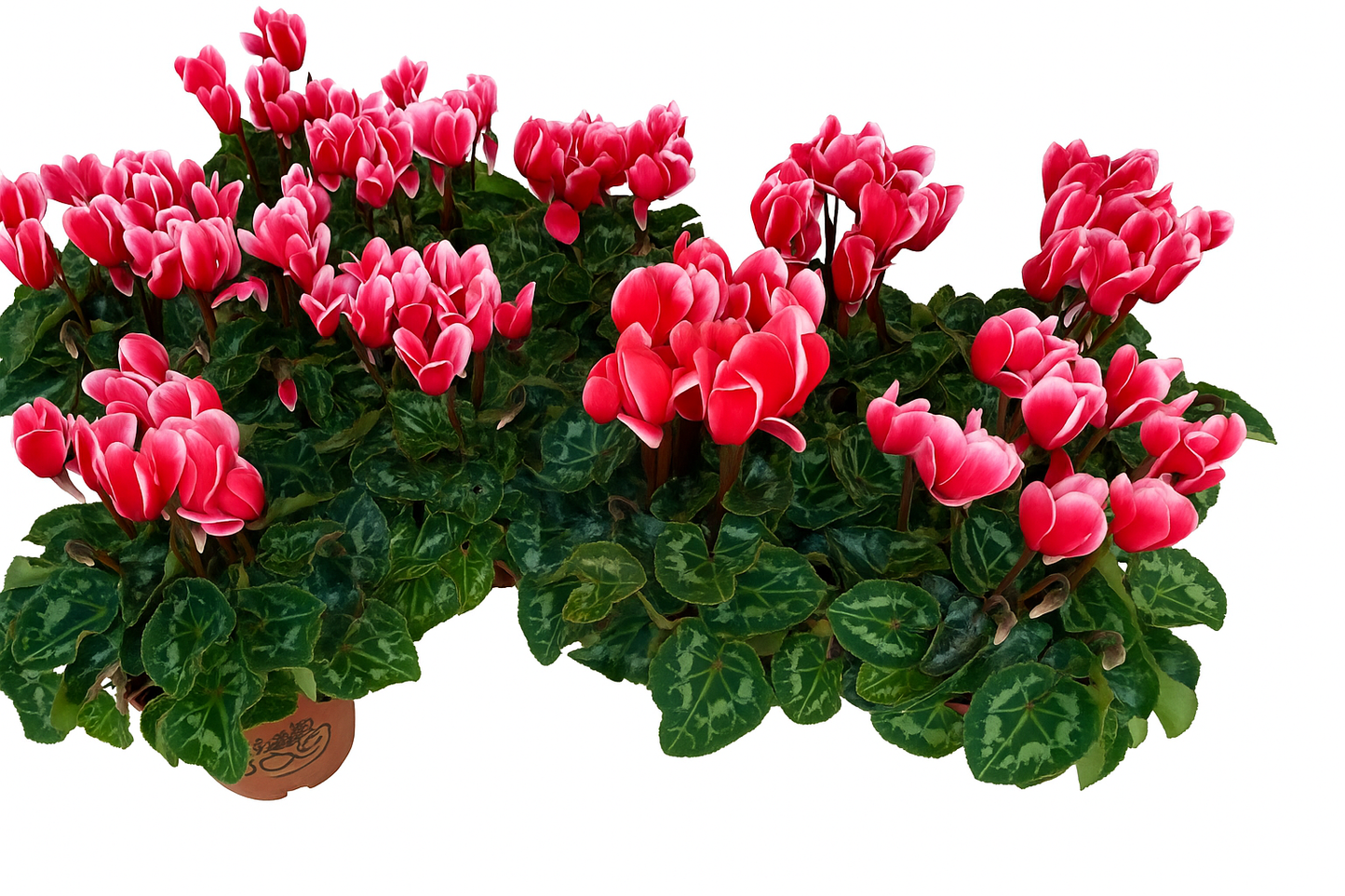 Per 4 stuks! Cyclaam (Cyclaam patio 'rood wit') potmaat 11cm