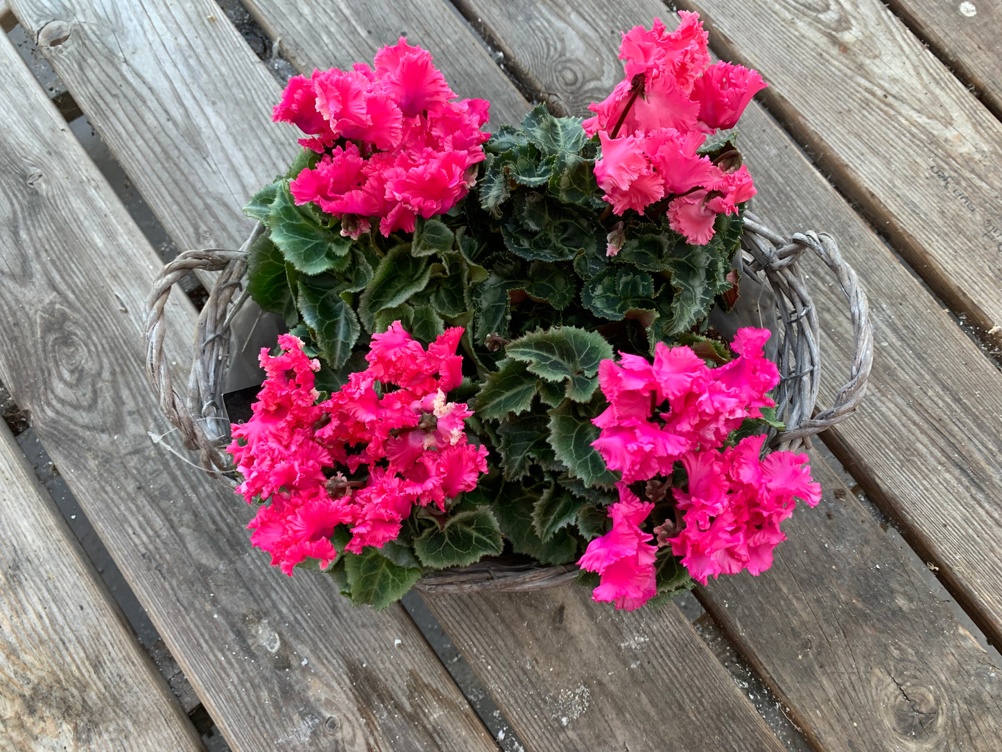 Plantenmandje gevuld met Cyclamen naar keuze!