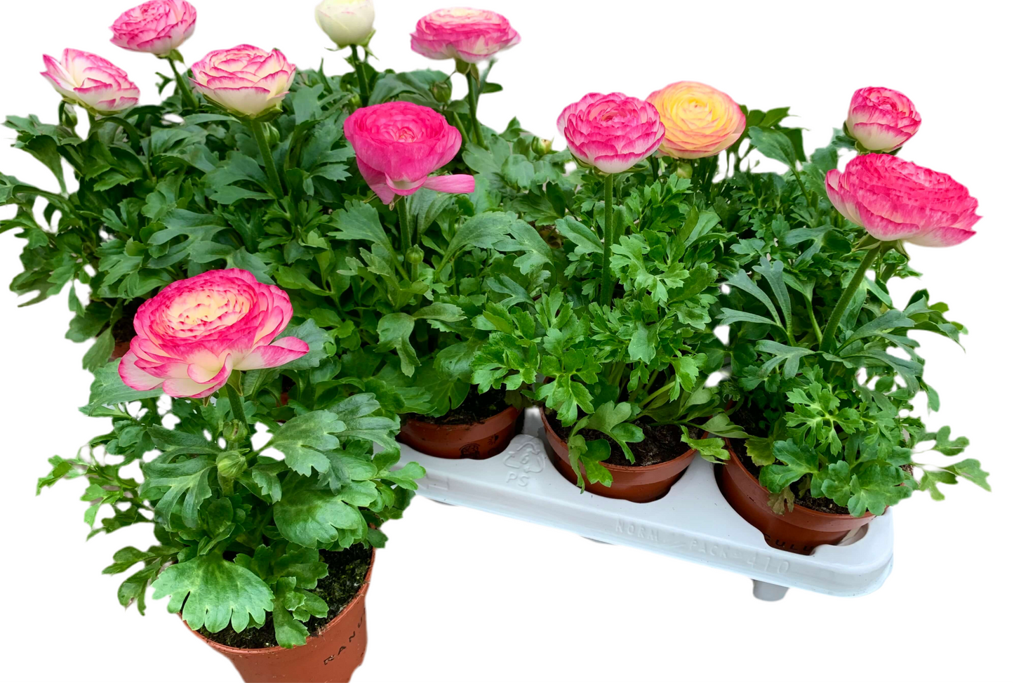 Per 4 stuks Ranonkel bicolor roze (Ranunculus asiaticus) potmaat 11cm