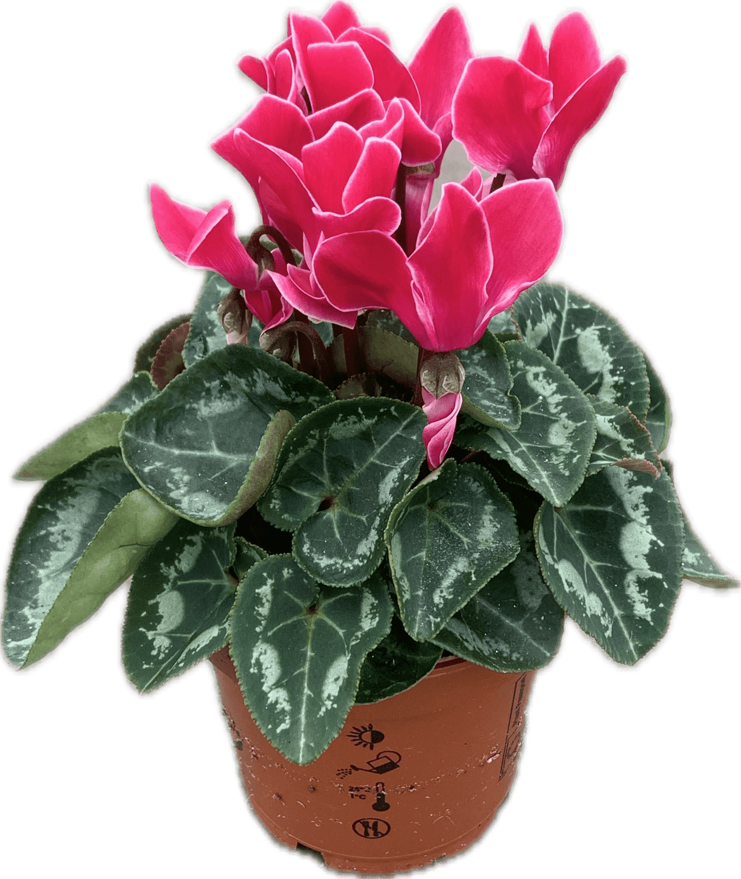 Per 4 stuks! Cyclaam (Cyclaam patio 'roze met wit randje') potmaat 11cm