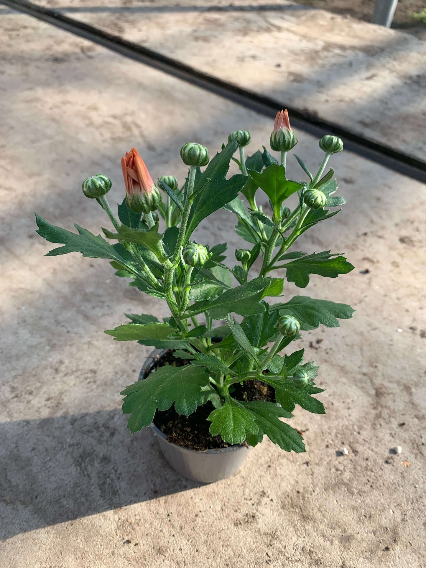 Per 5 stuks pot chrysanten (oranje) 9cm pot