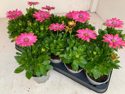 Per 5 stuks Osteospermum of Spaanse margriet oranje (potmaat 10.5)
