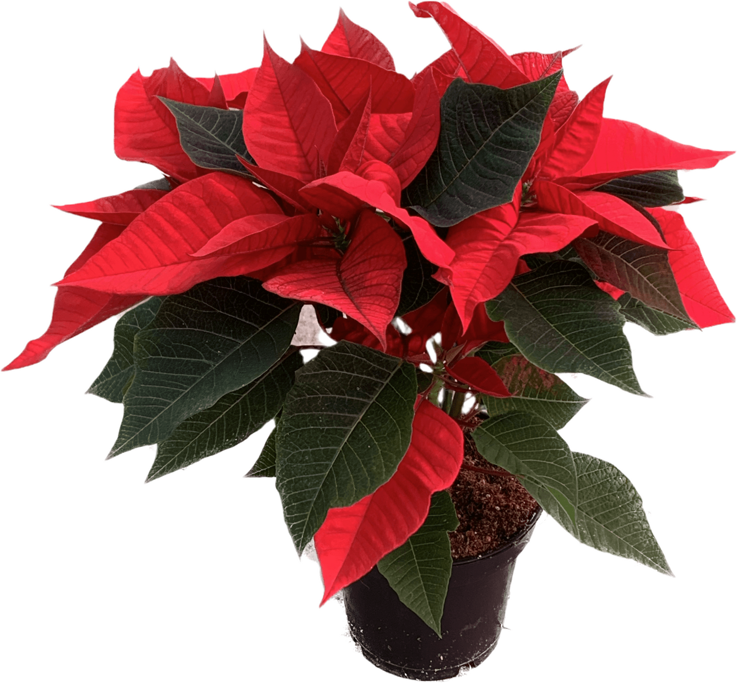 Per 4 stuks, Kerstster (Euphorbia Poinsettia 'rood') potmaat 11cm