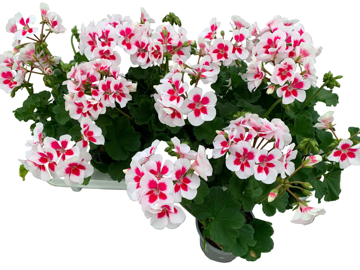 Per 5 stuks Geraniums zonale (Wit Splash) potmaat 11cm