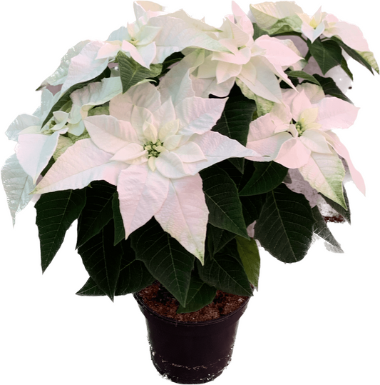 Per 4 stuks, Kerstster (Euphorbia Princettia 'wit') potmaat 11cm