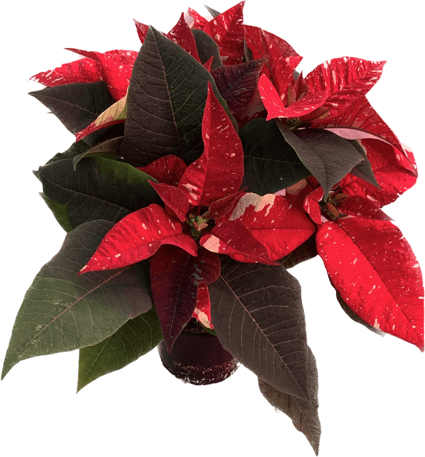 Per 4 stuks, Kerstster (Euphorbia Poinsettia 'sepurba new glitter') potmaat 11cm