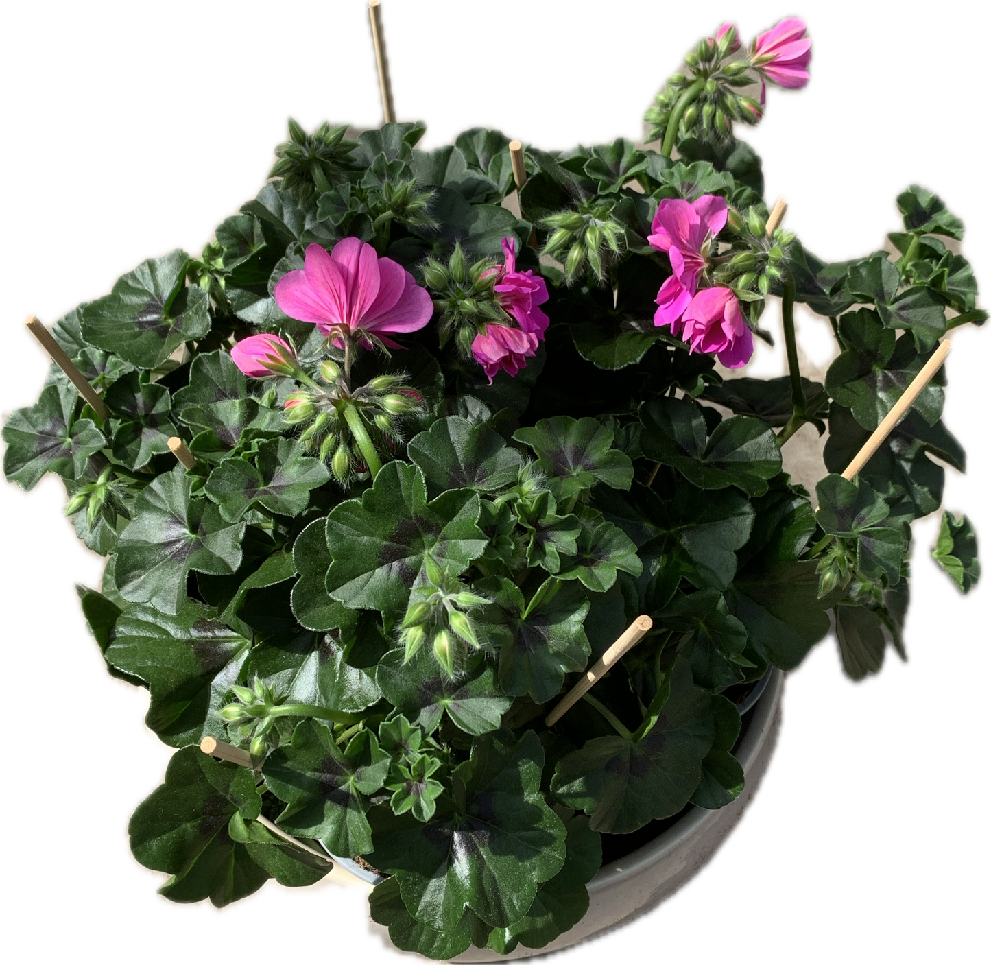 Per 5 stuks hang Geraniums (Pelargonium peltatum) paars potmaat 11cm