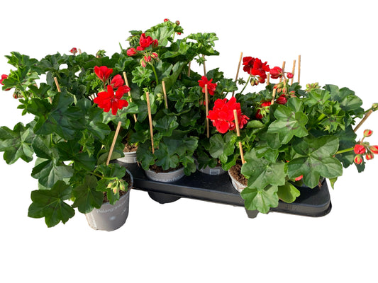 Per 5 stuks hang Geraniums (Pelargonium peltatum) rood potmaat 11cm