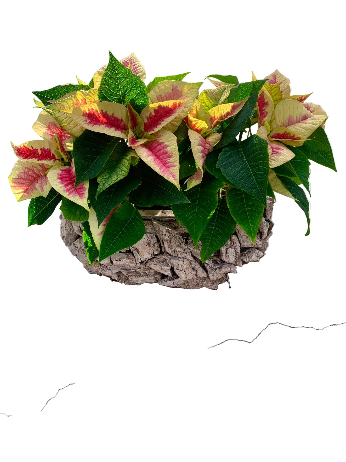 Plantenbakje gevuld met 2 rode kerststerren