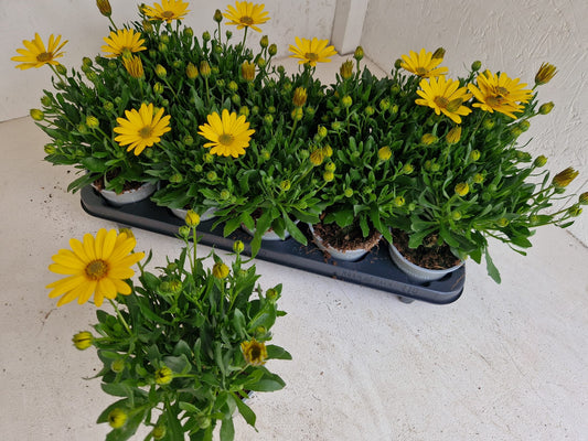 Per 5 stuks Osteospermum of Spaanse margriet geel (potmaat 10.5)