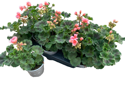 Per 5 stuks Geraniums (zonale) zalm roze potmaat 11cm