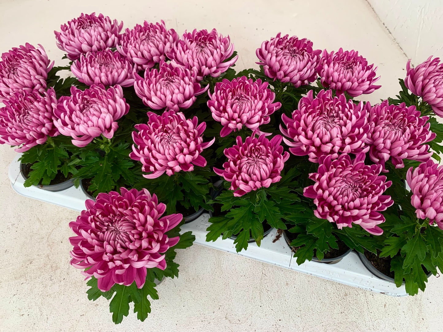 Per 5 stuks! Pluischrysant/ mix van kleuren 9 cm pot