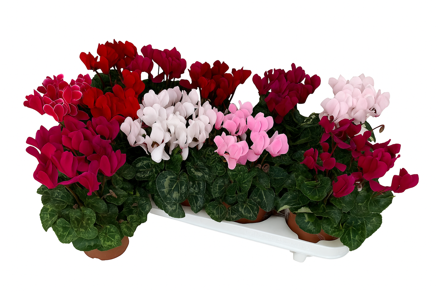 Per 4 stuks! Cyclaam (Cyclaam patio 'mix van keuren') potmaat 11cm