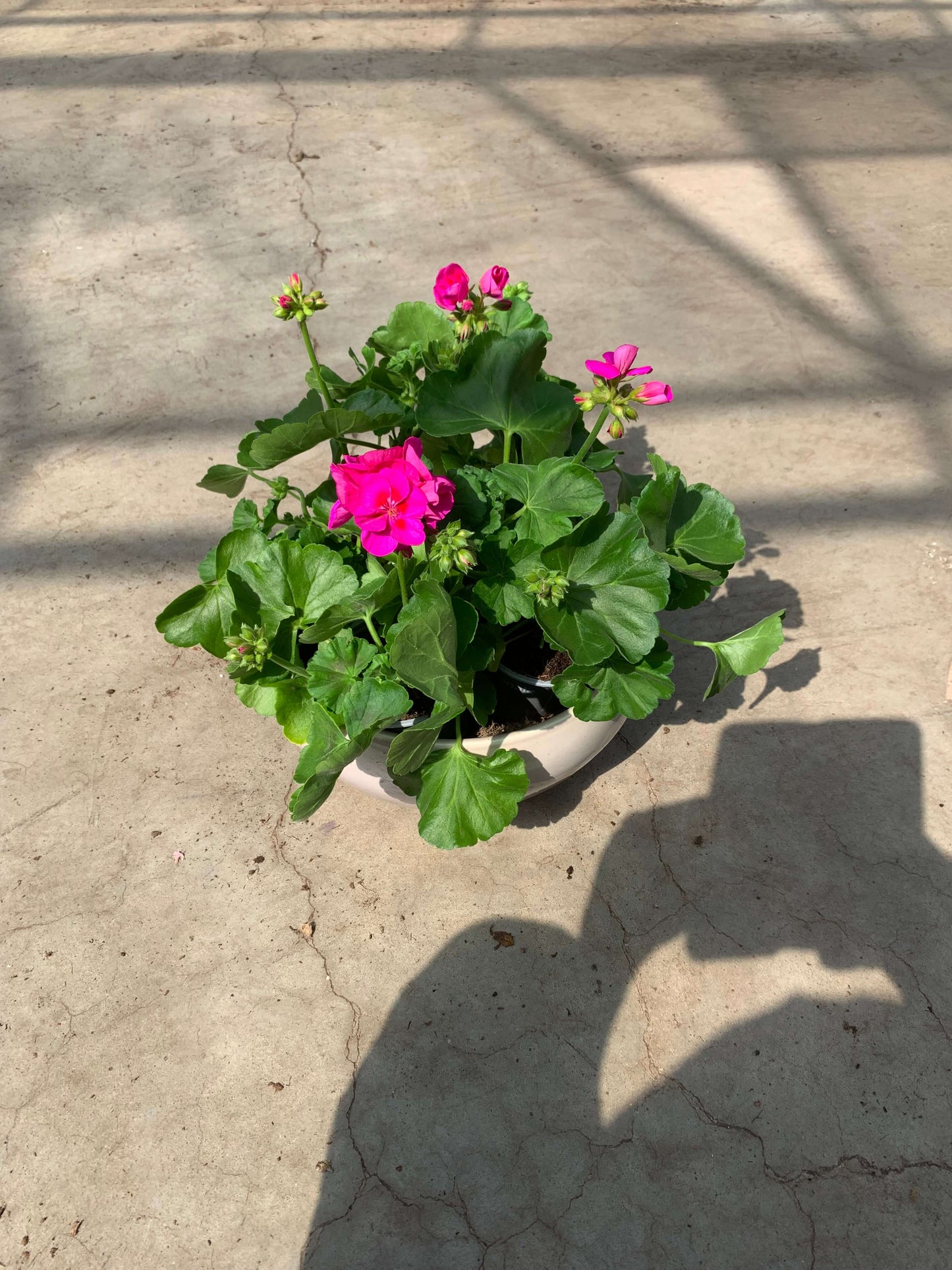 Per 5 stuks Geraniums (zonale) licht paars potmaat 11cm