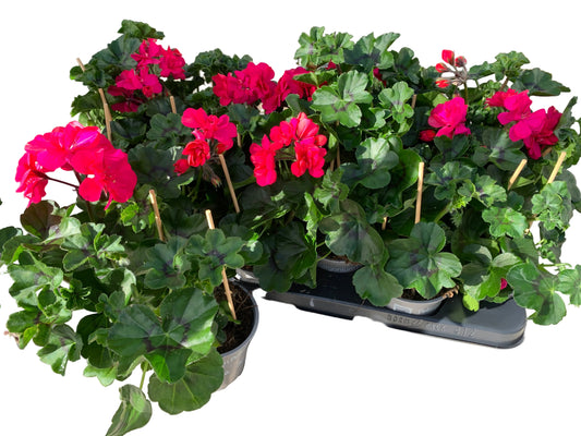 Per 5 stuks hang Geraniums (Pelargonium peltatum) roze potmaat 11cm