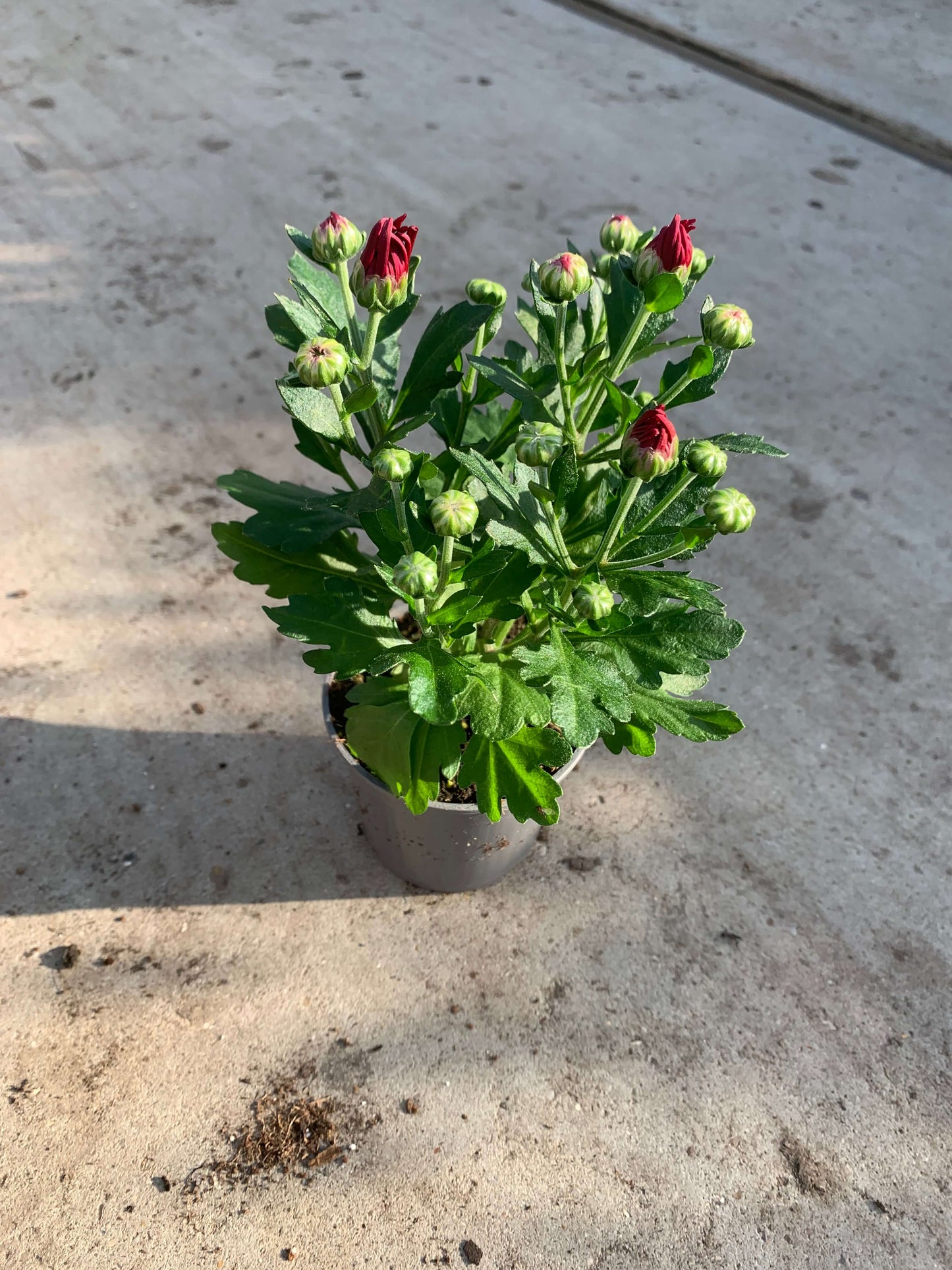 Per 5 stuks pot chrysanten (rood) 9cm pot