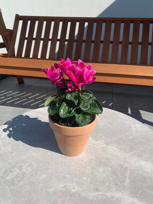 🌸 Prachtige cyclaam in terracotta keramieken pot – direct klaar om neer te zetten!