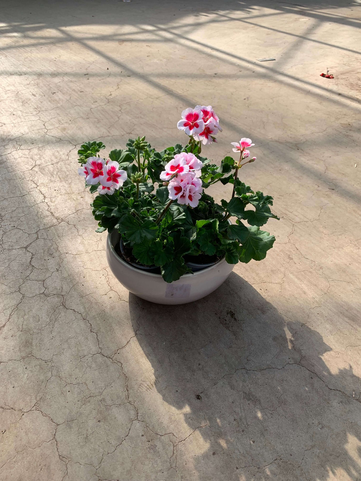 Per 5 stuks Geraniums (zonale) White splash potmaat 11cm