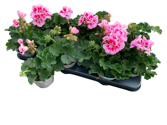 Per 5 stuks Geraniums (zonale) roze/paars potmaat 11cm