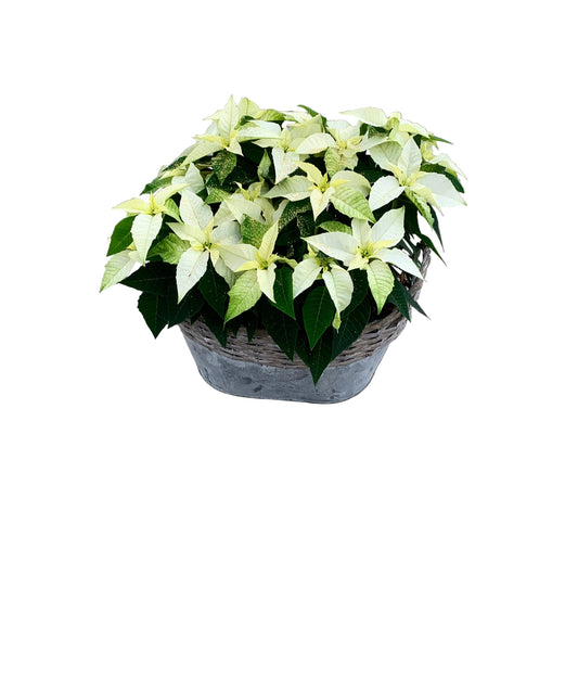 Plantenmandje gevuld met kerststerren naar keuze en glitters