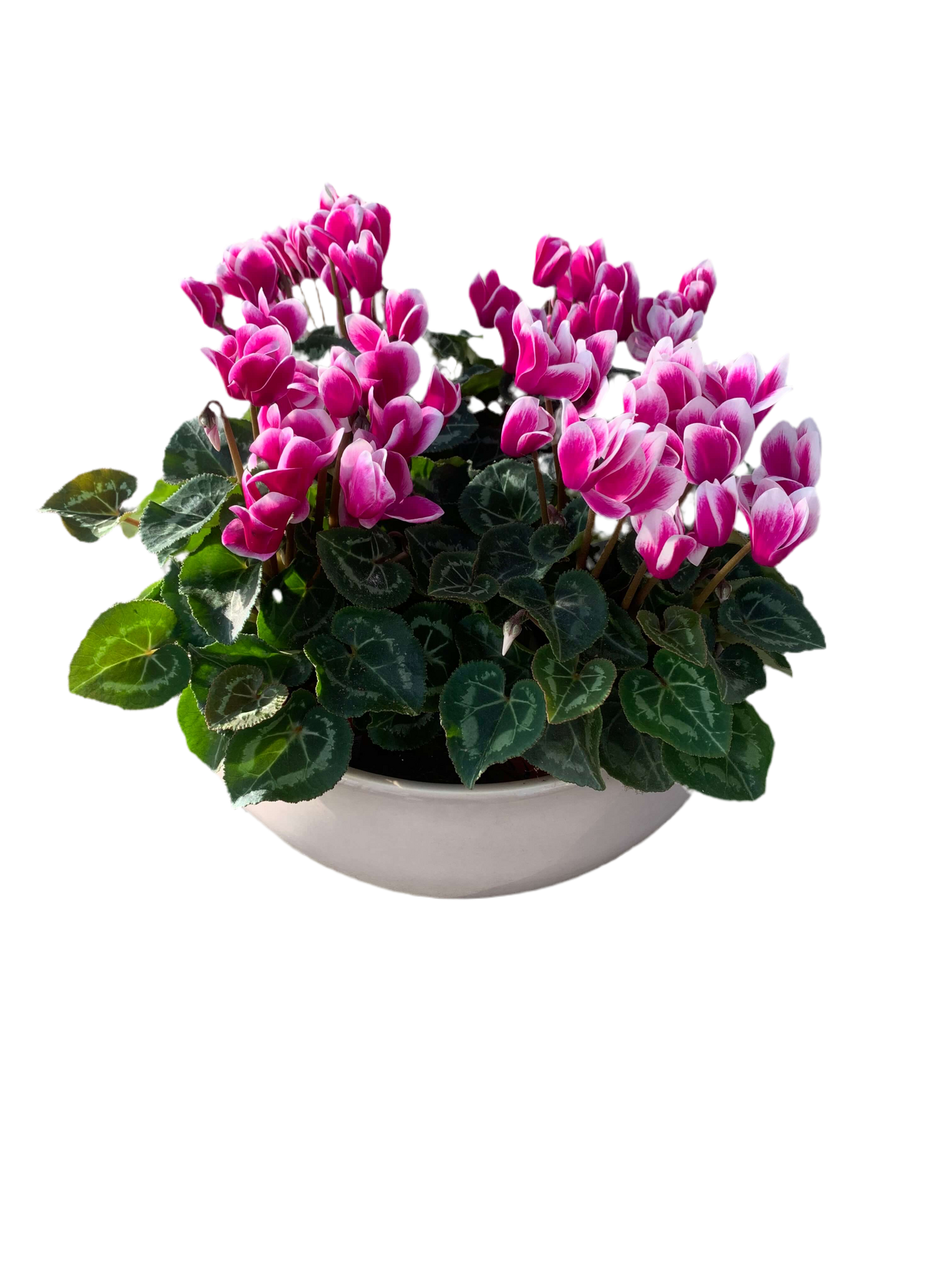 Per 4 stuks! Cyclaam (Cyclaam patio 'paars wit') potmaat 11cm