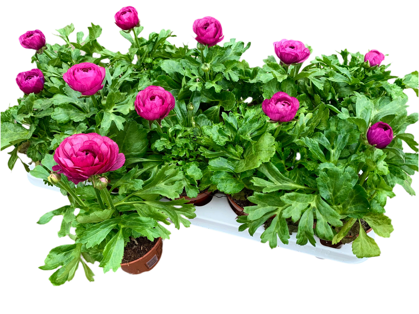 Per 4 stuks Ranonkel paars (Ranunculus asiaticus) potmaat 11cm