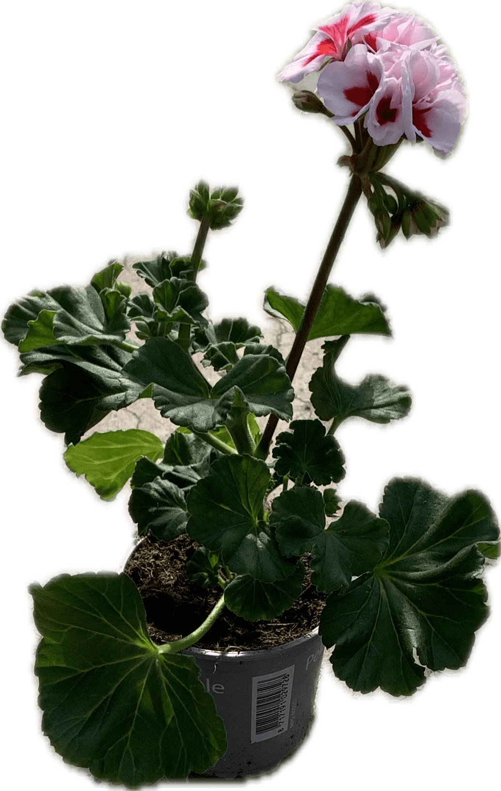 Per 5 stuks Geraniums (zonale) White splash potmaat 11cm