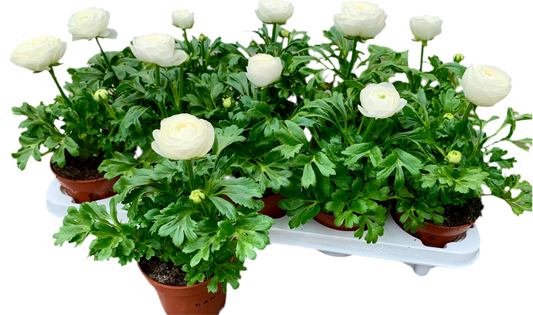 Per 4 stuks Ranonkel wit (Ranunculus asiaticus) potmaat 11cm
