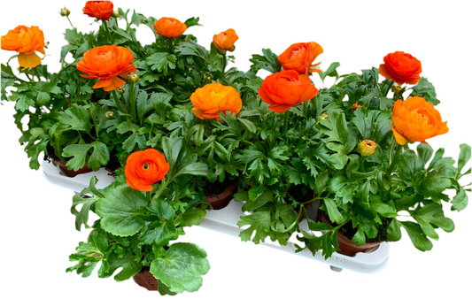 Per 4 stuks Ranonkel oranje (Ranunculus asiaticus) potmaat 11cm