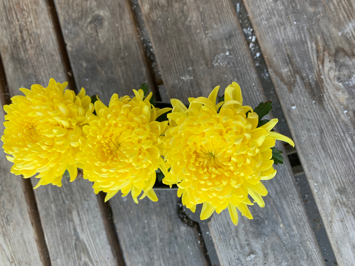 Plantenbakje gevuld met 3 pluis chrysanten.