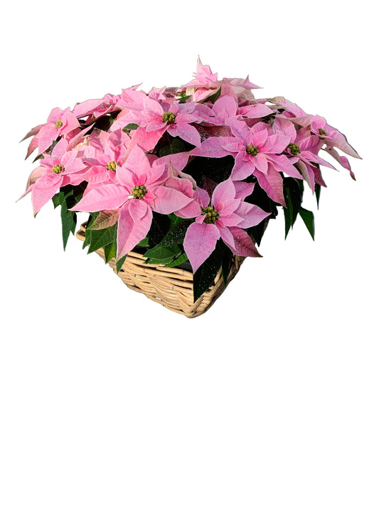 Plantenmandje gevuld met kerststerren naar keuze!