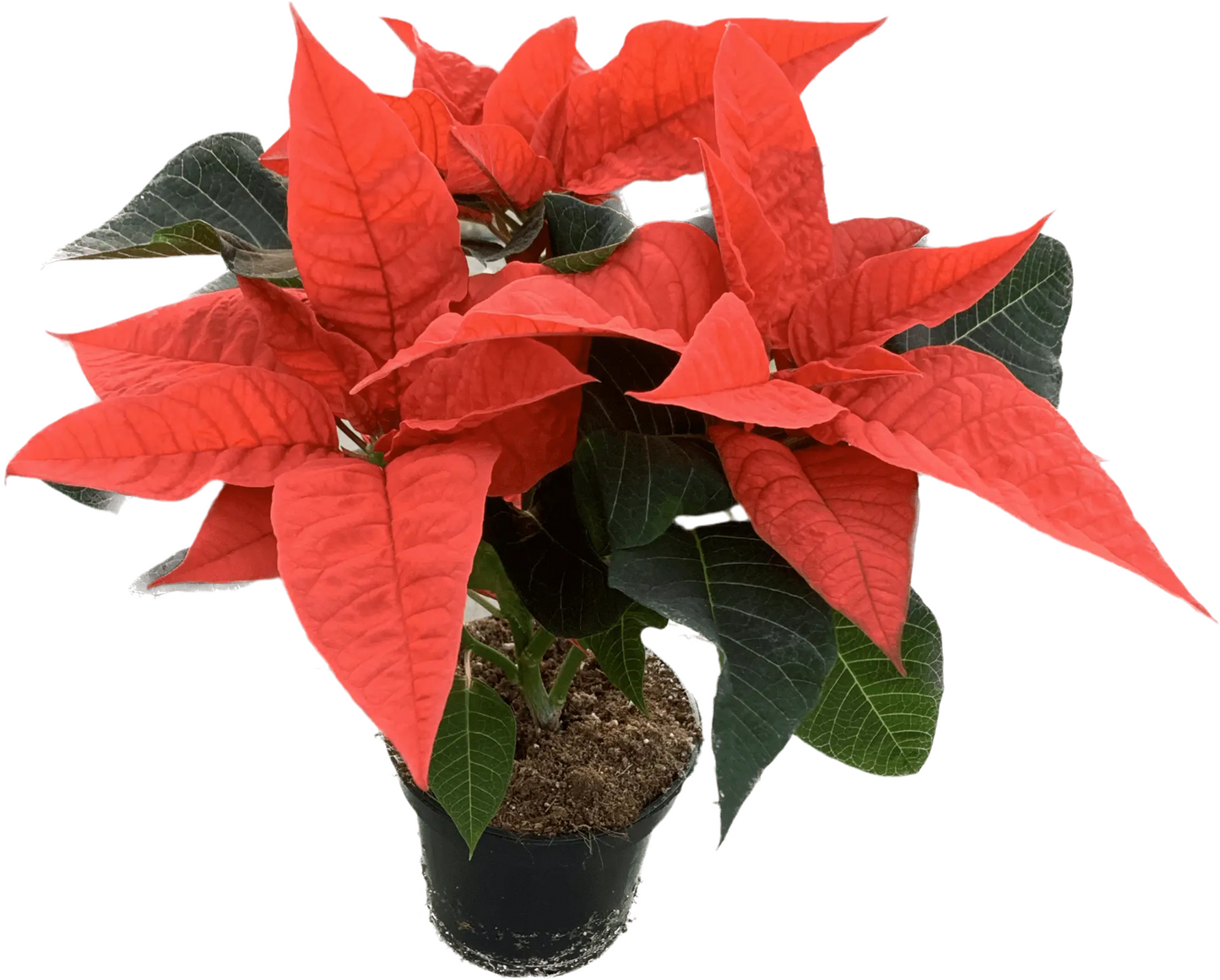 Per 4 stuks, Kerstster (Euphorbia Princettia 'oranje') potmaat 11cm