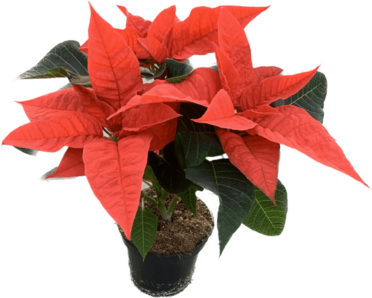 Per 4 stuks, Kerstster (Euphorbia Princettia 'oranje') potmaat 11cm