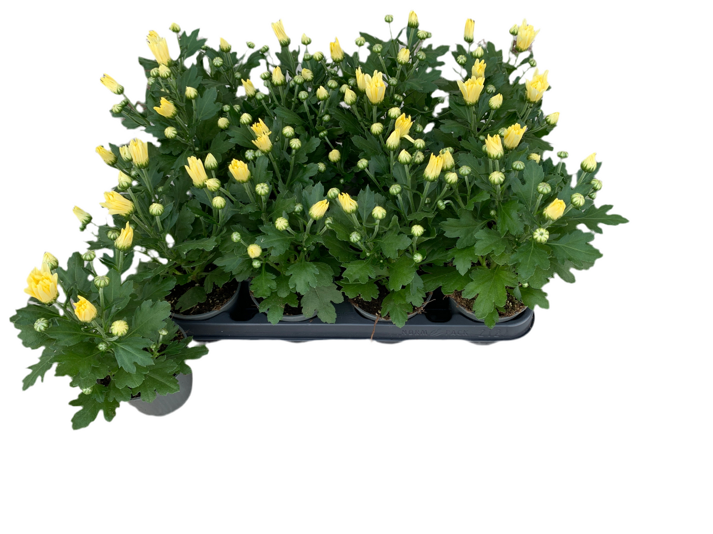 Per 5 stuks pot chrysanten (wit) 9cm pot
