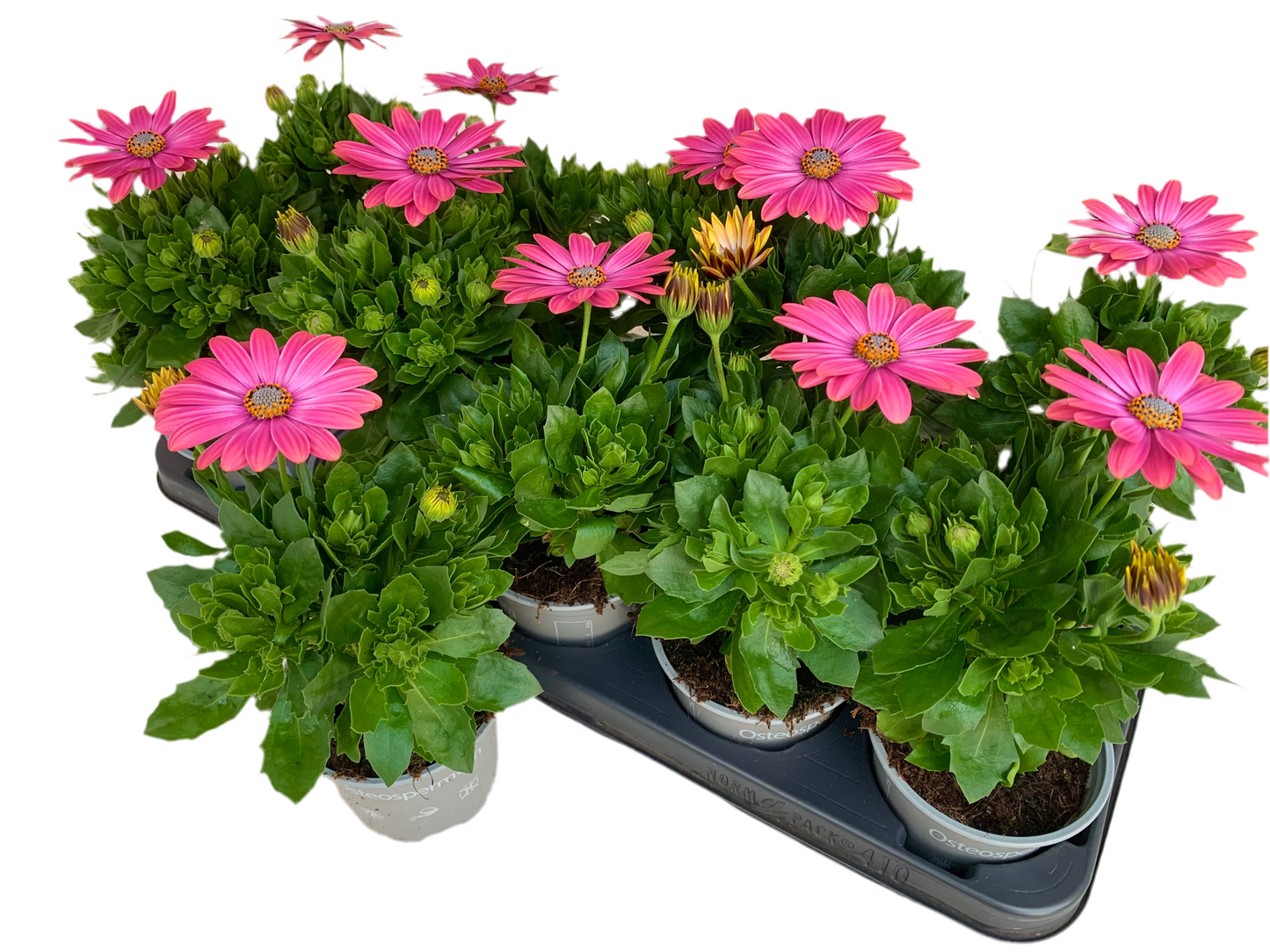Per 5 stuks Osteospermum of Spaanse margriet oranje (potmaat 10.5)