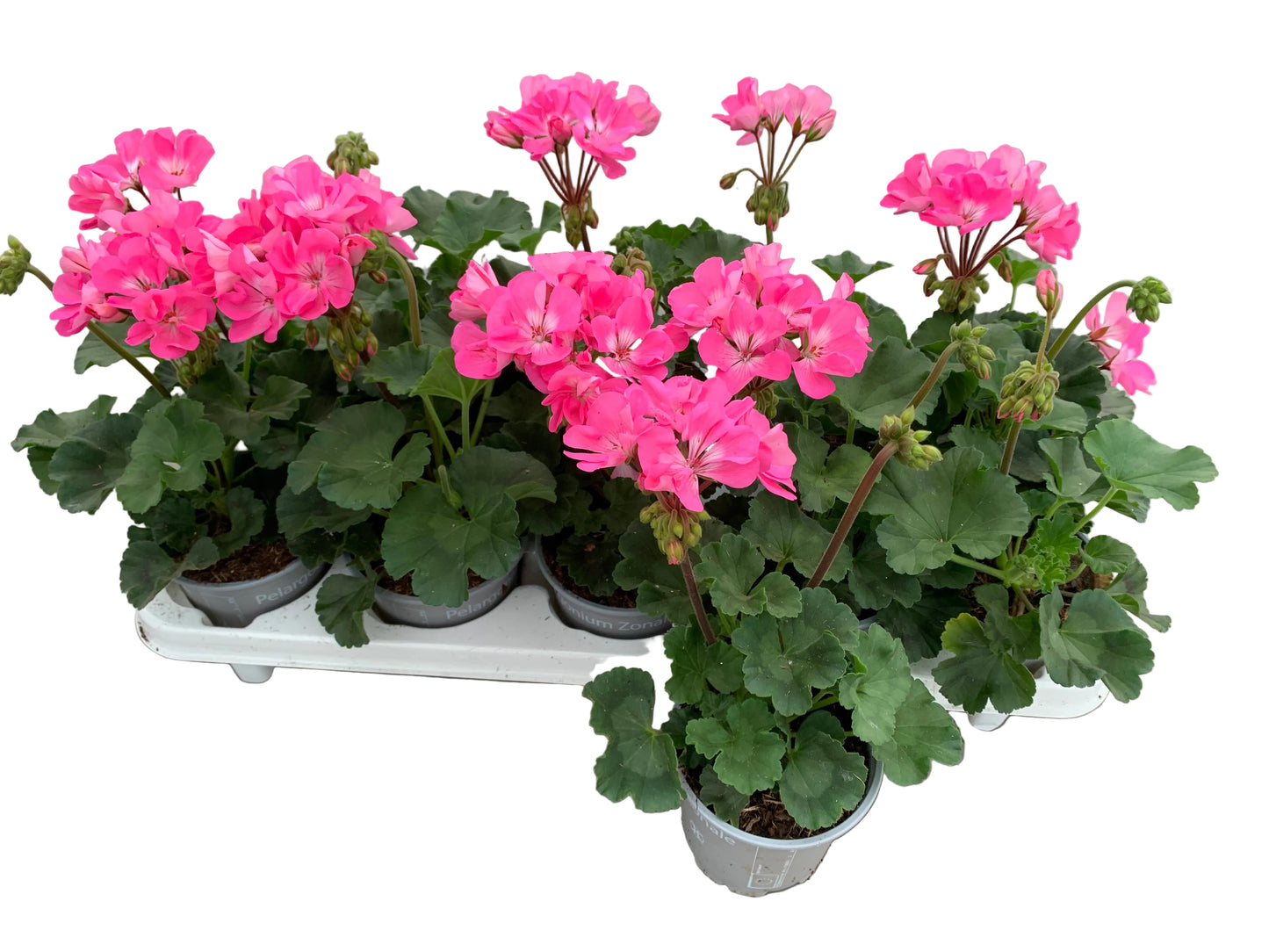 Per 5 stuks Geraniums (zonale) pink potmaat 11cm