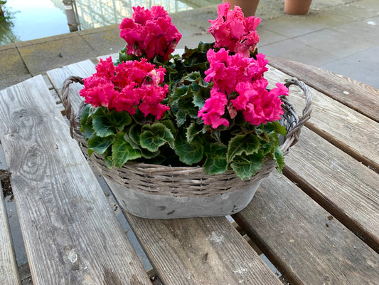Plantenmandje gevuld met Cyclamen naar keuze!