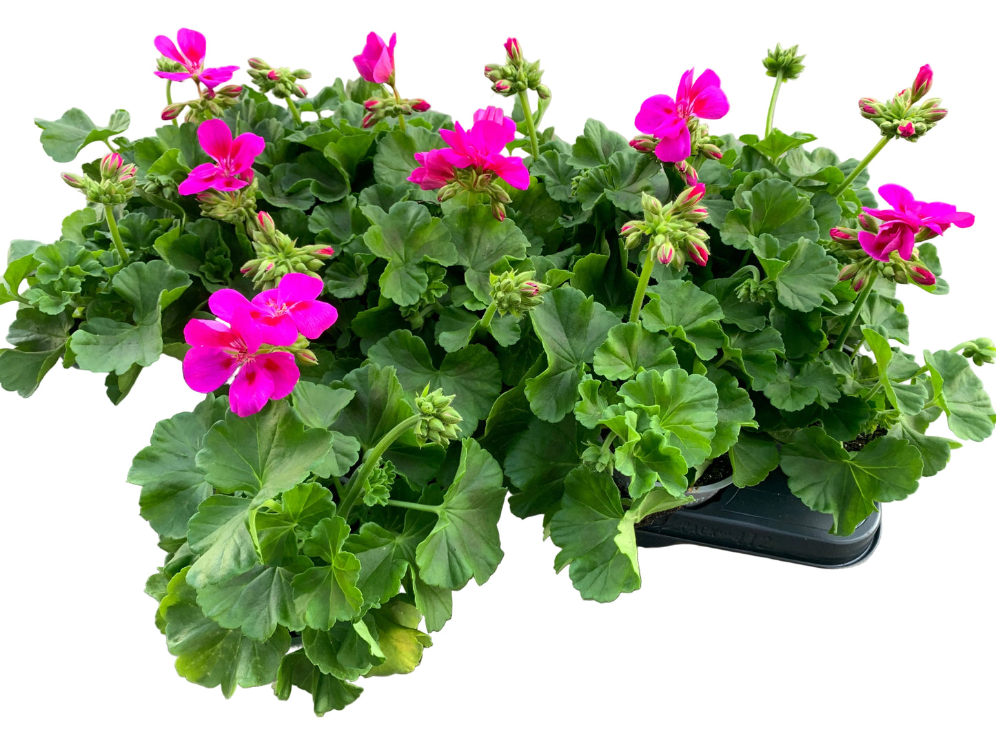 Per 5 stuks Geraniums (zonale) licht paars potmaat 11cm