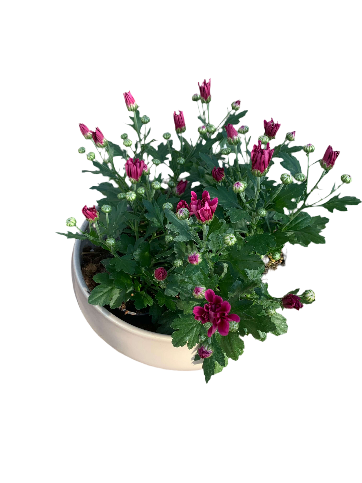 Per 5 stuks pot chrysanten (paars) 9cm pot