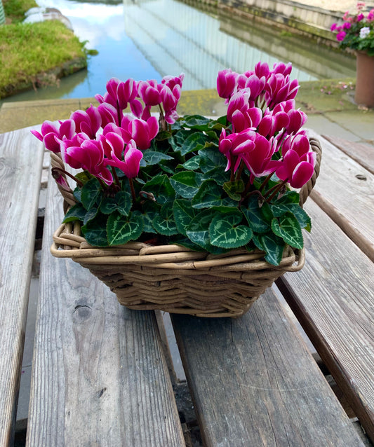 Plantenmandje gevuld met Cyclamen naar keuze!