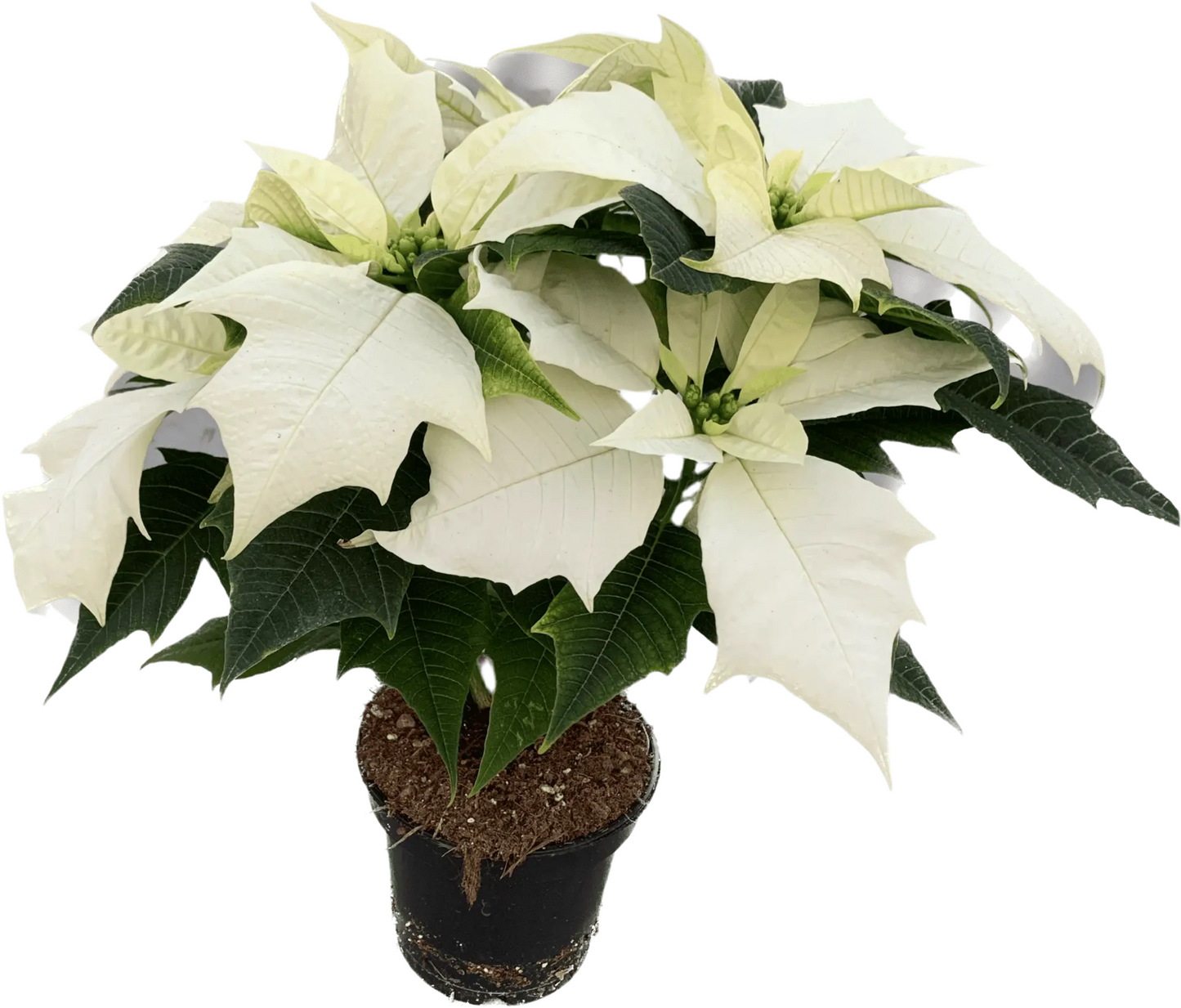 Per 4 stuks, Kerstster (Euphorbia Poinsettia 'Alaska wit') potmaat 11cm