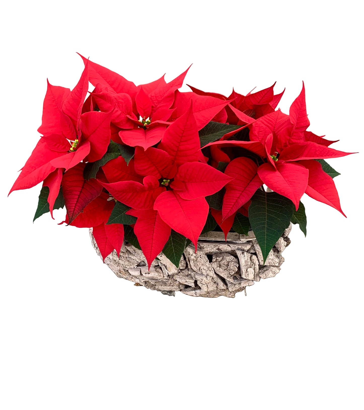 Plantenbakje gevuld met 2 rode kerststerren