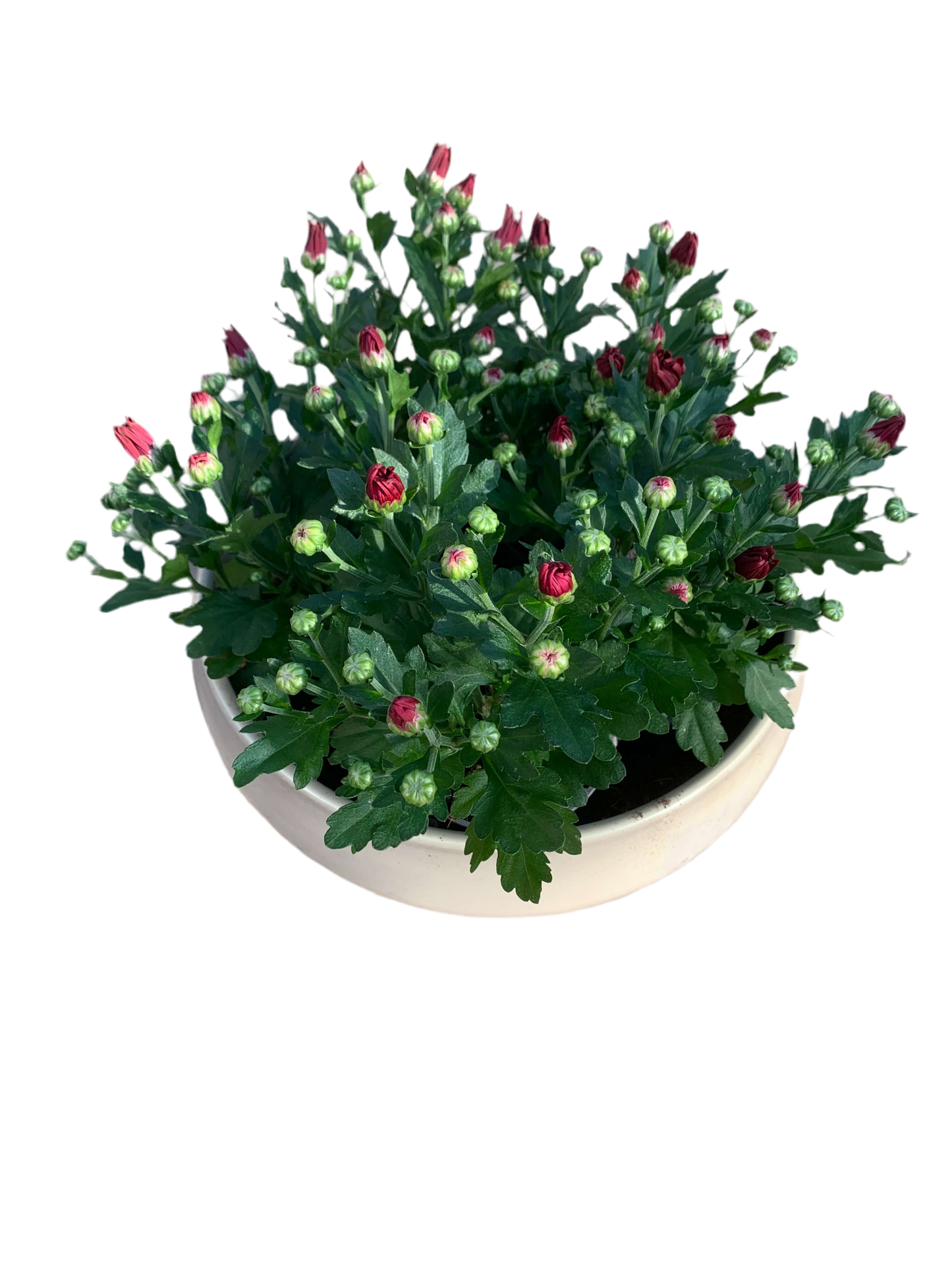 Per 5 stuks pot chrysanten (rood) 9cm pot