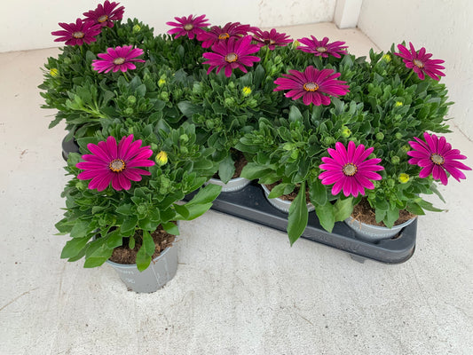 Per 5 stuks Osteospermum of Spaanse margriet paars (potmaat 10.5)