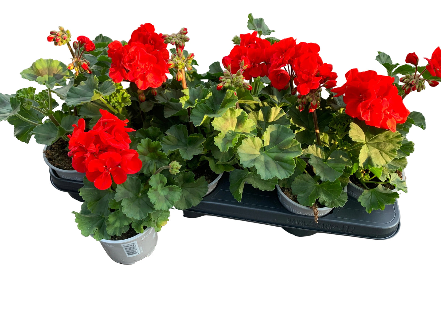 Per 5 stuks Geraniums (zonale) Dark Red potmaat 11cm